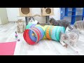 Funniest Animals 2024 😆 Best Funny Cats and Dogs Videos 😹🐶 Part 27