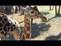 AFRICAN GIRAFFES @ JAX ZOO & GARDENS 🦒 @JacksonvilleZoo ✨️