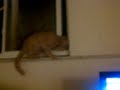 Dovahkitty trying to escape