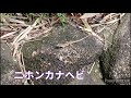 #採集動画002ヒルにやられた凹○ｺﾃｯ