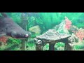 Aquarium hobby / Orange Oscar Fish / Oscar fish my new pet.. Aquarium/ Fish Tank in 4K Video