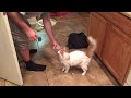 Kitty Twerk