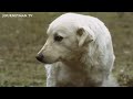 An animal documentary unlike any you have seen before | The Wild Side of Dogs | Full Film