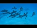 The Colors of the Ocean (4K ULTRA HD) - The Best 4K Sea Animals for Relaxation & Relaxing Sleep #8