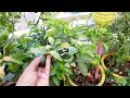 How to grow mosambi plant in pot /Get lots of mosambi from small mosambi plant in pot....