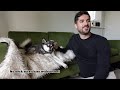 DRAMATIC Mini Huskies React When Owner Tells Story Using Their FAVOURITE Words | Alaskan Klee Kai