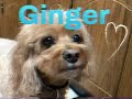 Cool ginger