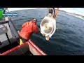 Amazing Catch Hundreds Tons Alaska King Crab With Modern Big Boat - Amazing Crab Fishing on the sea