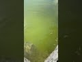 Just another pond stocking video