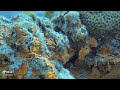 Beautiful Coral Life Eilat Scuba Diving