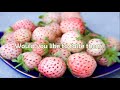 Pineberry or White strawberry ? Are Pineberries real like strawberries ?