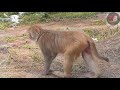 Funny and Cute Monkey Video Compilation || Cute Monkey || Monkey's Baby