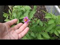 Potato Blossoms