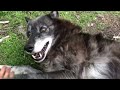 A very happy wolf