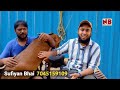 Top Quality Sojat, Patira aur Kota Bakre | Bakra Eid 2024