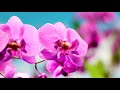 Flower 4K Nature Relaxation Film - Healing and Meditation Music