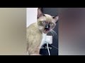 New Funny Animals 😍 Funniest Cats and Dogs Videos 😺🐶 Part 6