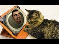 Cat reaction to Animation Compilation 1 Hour
