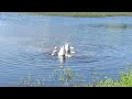 Swan family having some dinner.