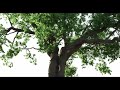 3D Oak Tree made with Geometry Nodes