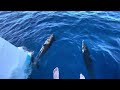 Dolphins race our boat in St. Lucia 🐬🛥️