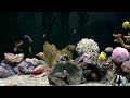 Fish Tank Video For Cats to Watch | Calming Aquarium | 2 Hours | No Music