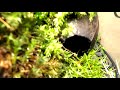 Paludarium - Wild Forest with 