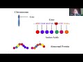 Genetics of CMT: One Name, Many Diseases with Shawna Feely, University of Iowa