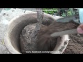Rose Care Spring | Root Pruning | Branch Pruning | Will Cut Tree Roots Grow Back (Urdu/hindi)