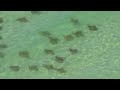 Lots of Stingrays on Panama City Beach May 2010