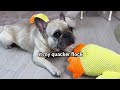 French Bulldog  Has STRANGEST OBSESSION ** Dog Addicted To Ducks