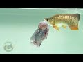 unlimited friendship for all of us with flowerhon and arowana