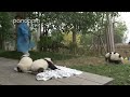 Pandas and their Nanny