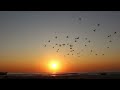 ASMR Sunrise Over the Ocean - Relaxing Beach Sounds (NO MUSIC) Crashing Waves for Deep Sleep