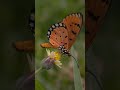 4K HDR | The Most Beautiful Butterflies in The World | with Catchy Cinematic Music (color dynamic)