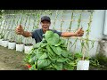 No Cost, Smart Method Of Growing Vegetables For People Without A Garden