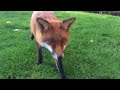 Copy of Fox