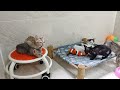 Funniest Cats And Dogs Videos😻- Best Funny Animal Videos 2024😍