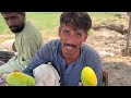 World Famous Pakistani Mangoes | Mangoes Harvesting | Mango Farming Multan | Mubashir Saddique