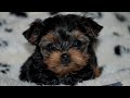 021610 Riccio Yorkie Puppies 7 Weeks Old