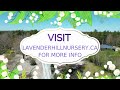 Lavender Hill Nursery in Jordan Falls, Nova Scotia  Locally owned and operated garden center.