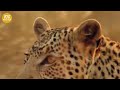 30 Moments When Hungry Leopards Broke Into People's Houses To Hunt Dogs | Animal Fight