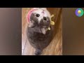 The FUNNIEST Animals Videos of 2024! 😹 You Laugh You Lose 🤣 #1