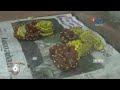 Balai Karantina Bandara Soetta, Amankan Mahasiswa Membawa Binatang Reptil