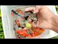 Catch The Goldfish Baby Turtles #KoiFish,Ornamental Fish,Butterfly Fish #BettaFish #Guppies #fishing