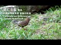 大雪山的酒紅朱雀/Taiwan Rosefinch