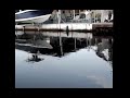 American Crocodile Mating Dance 3