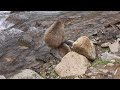 hot spring monkeys nagano