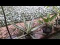 Heavy rain followed by hail storm in IIT Guwahati campus in February.