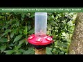 Hummingbirds at Tandayapa Bird Lodge in Ecuador